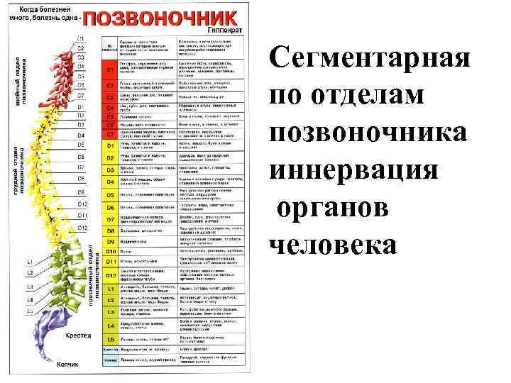 Сегментарная по отделам позвоночника иннервация органов человека 