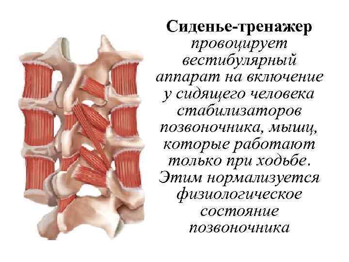 Сиденье-тренажер провоцирует вестибулярный аппарат на включение у сидящего человека стабилизаторов позвоночника, мышц, которые работают