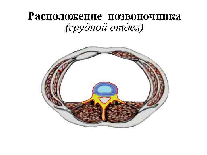 Расположение позвоночника (грудной отдел) 