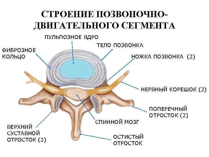 СТРОЕНИЕ ПОЗВОНОЧНО- ДВИГАТЕЛЬНОГО СЕГМЕНТА ПУЛЬПОЗНОЕ ЯДРО ФИБРОЗНОЕ КОЛЬЦО ТЕЛО ПОЗВОНКА НОЖКА ПОЗВОНКА (2) НЕРВНЫЙ
