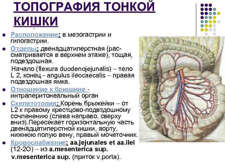 ТОПОГРАФИЯ ТОНКОЙ КИШКИ. l l l Расположение: в мезогастрии и гипогастрии. Отделы: двенадцатиперстная (рассматривается