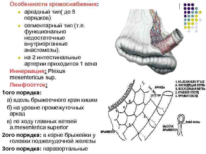 Особенности кровоснабжения: l аркадный тип( до 5 порядков) l сегментарный тип (т. е. функционально