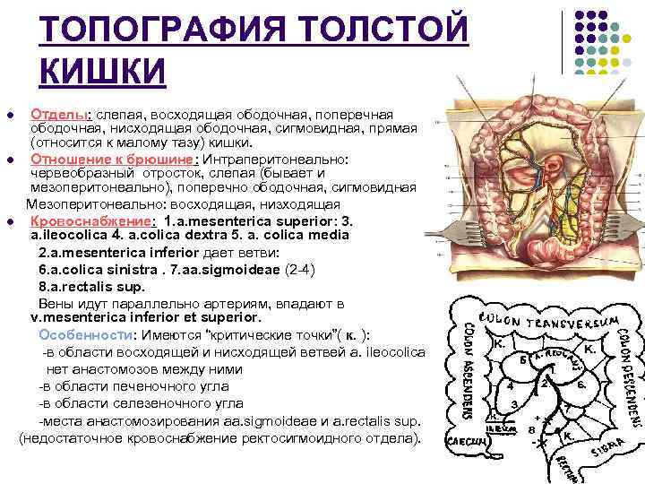 ТОПОГРАФИЯ ТОЛСТОЙ КИШКИ Отделы: слепая, восходящая ободочная, поперечная ободочная, нисходящая ободочная, сигмовидная, прямая (относится