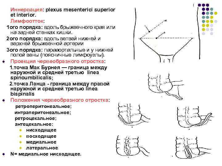 Иннервация: plexus mesenterici superior et interior. Лимфоотток: 1 ого порядка: вдоль брыжеечного края или