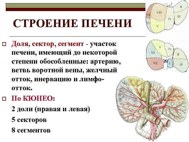 СТРОЕНИЕ ПЕЧЕНИ o o Доля, сектор, сегмент - участок печени, имеющий до некоторой степени