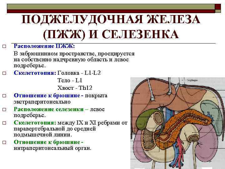 ПОДЖЕЛУДОЧНАЯ ЖЕЛЕЗА (ПЖЖ) И СЕЛЕЗЕНКА o o o Расположение ПЖЖ: В забрюшинном пространстве, проецируется