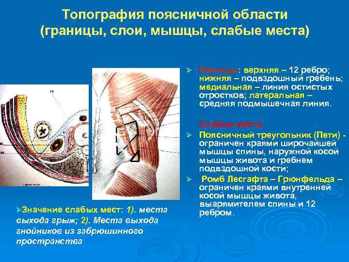 Топография поясничной области (границы, слои, мышцы, слабые места) Ø ØЗначение слабых мест: 1). места