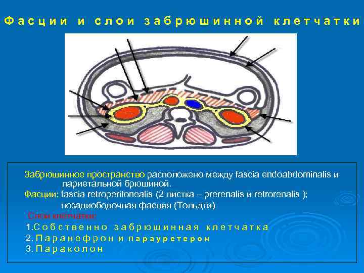 Фасции и слои забрюшинной клетчатки Забрюшинное пространство расположено между fascia endoabdominalis и париетальной брюшиной.