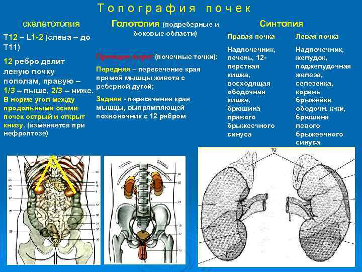 Топография почек скелетотопия Т 12 – L 1 -2 (слева – до Т 11)