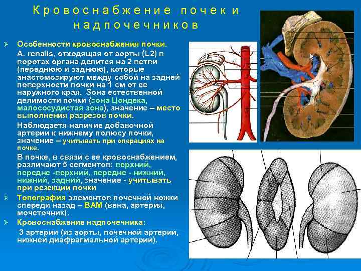 Кровоснабжение почек и надпочечников Ø Особенности кровоснабжения почки. А. renalis, отходящая от аорты (L