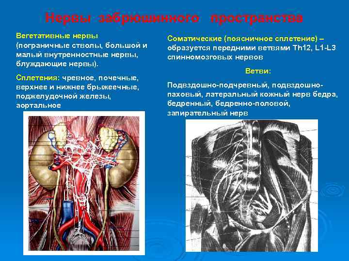 Нервы забрюшинного пространства Вегетативные нервы (пограничные стволы, большой и малый внутренностные нервы, блуждающие нервы).