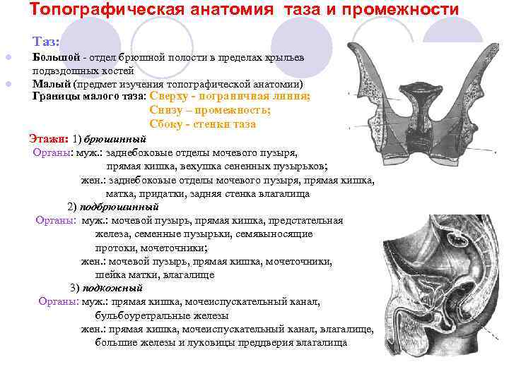 Топографическая анатомия таза и промежности Таз: l l Большой - отдел брюшной полости в