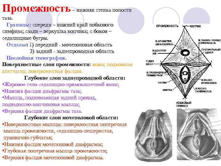 Промежность – нижняя стенка полости таза. Границы: спереди – нижний край лобкового симфиза; сзади