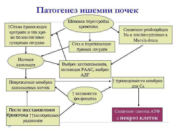 Патогенез ишемии почек ↑Спазм приносящих артериол и ток крови по юкстогломесулярным сосудам Ишемия канальцев