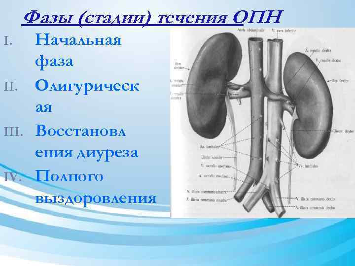 Фазы (стадии) течения ОПН I. III. IV. Начальная фаза Олигурическ ая Восстановл ения диуреза