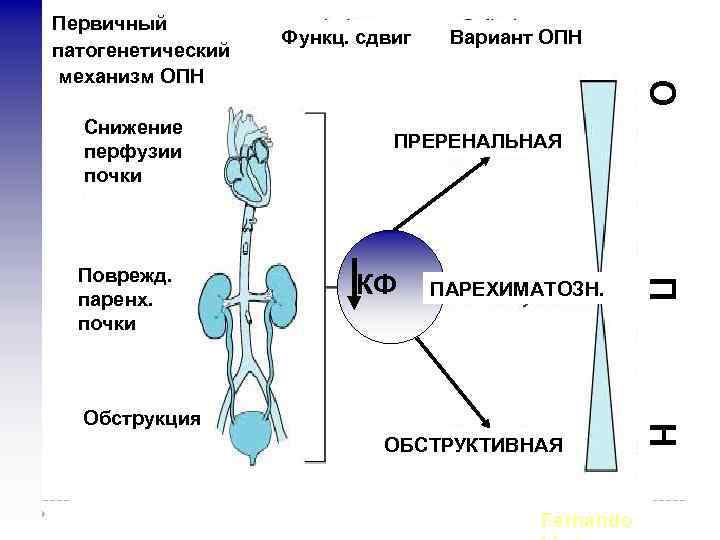 Снижение перфузии почки Вариант ОПН ПРЕРЕНАЛЬНАЯ КФ ПАРЕХИМАТОЗН. ОБСТРУКТИВНАЯ Fernando Н Обструкция П Поврежд.