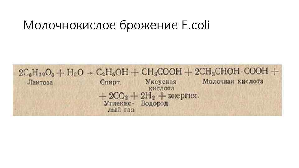 Молочнокислое брожение E. coli 