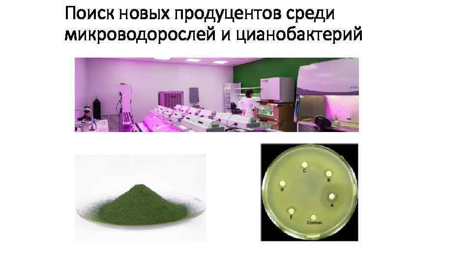 Поиск новых продуцентов среди микроводорослей и цианобактерий 