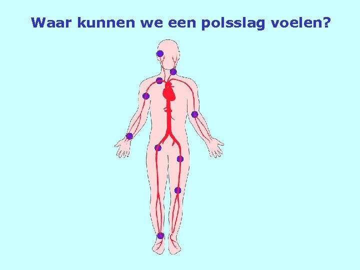 Waar kunnen we een polsslag voelen? 