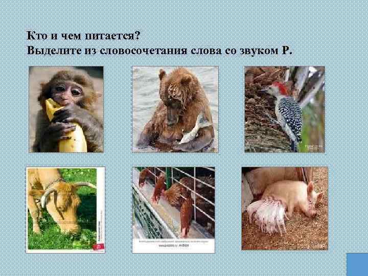 Кто и чем питается? Выделите из словосочетания слова со звуком Р. 