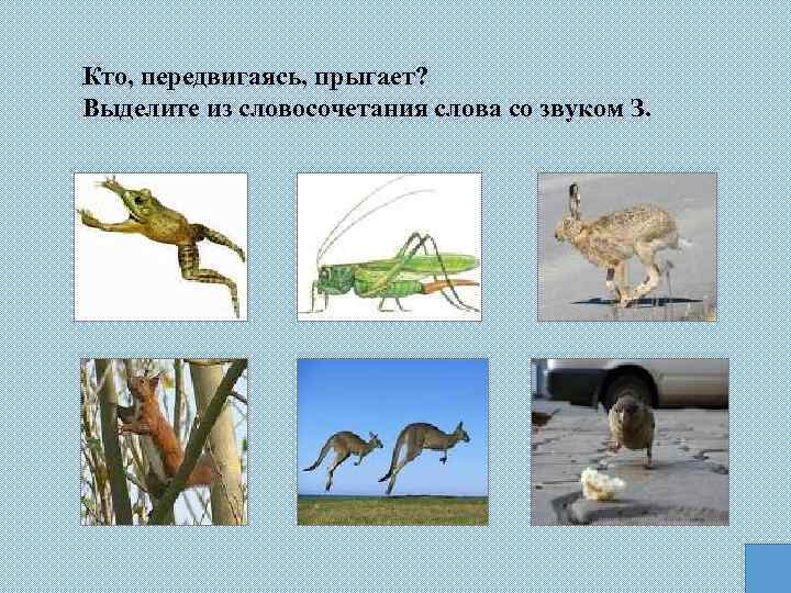Кто, передвигаясь, прыгает? Выделите из словосочетания слова со звуком З. 