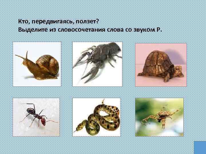 Кто, передвигаясь, ползет? Выделите из словосочетания слова со звуком Р. 