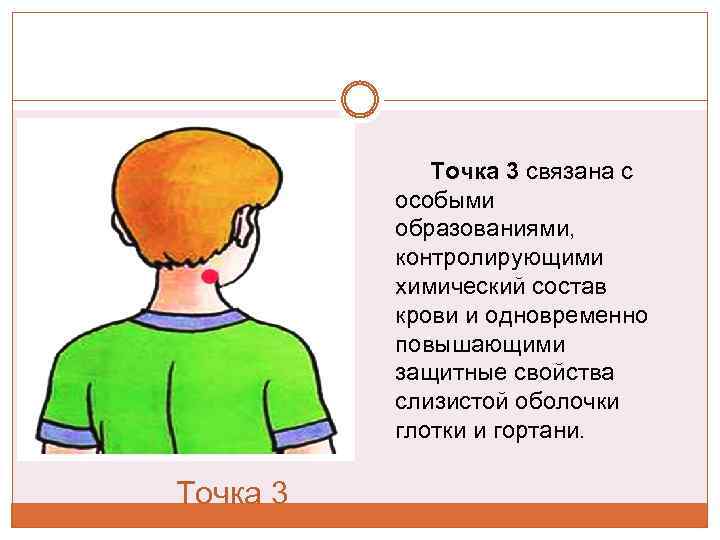 Точка 3 связана с особыми образованиями, контролирующими химический состав крови и одновременно повышающими защитные