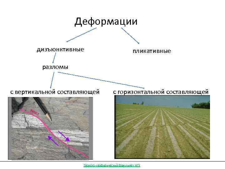 Деформации дизъюнктивные пликативные разломы с вертикальной составляющей с горизонтальной составляющей Геолого-геофизический факультет НГУ 