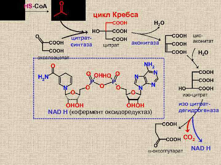 HS-Co. A цикл Кребса H 2 O цитратсинтаза аконитаза H 2 O NAD H