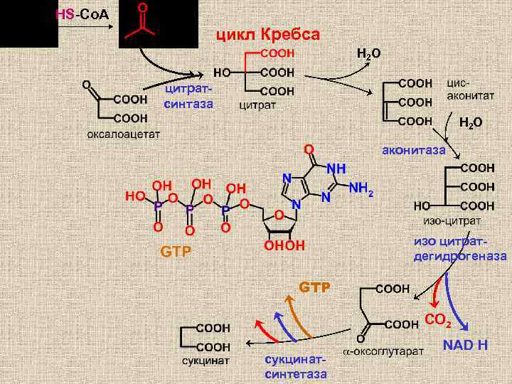 HS-Co. A цикл Кребса H 2 O цитратсинтаза H 2 O аконитаза изо цитратдегидрогеназа