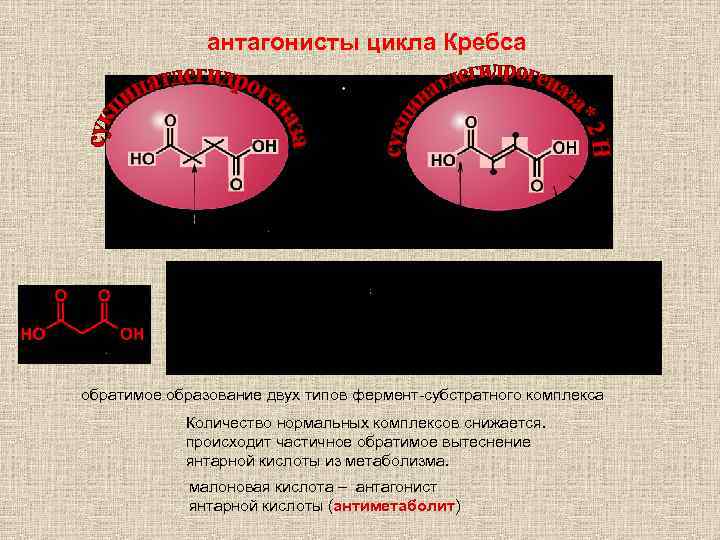 антагонисты цикла Кребса обратимое образование двух типов фермент-субстратного комплекса Количество нормальных комплексов снижается. происходит