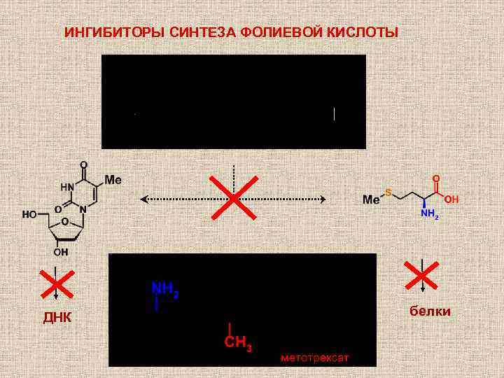 ИНГИБИТОРЫ СИНТЕЗА ФОЛИЕВОЙ КИСЛОТЫ ДНК белки 