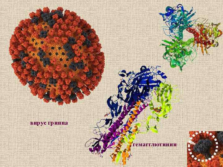 вирус гриппа гемагглютинин 