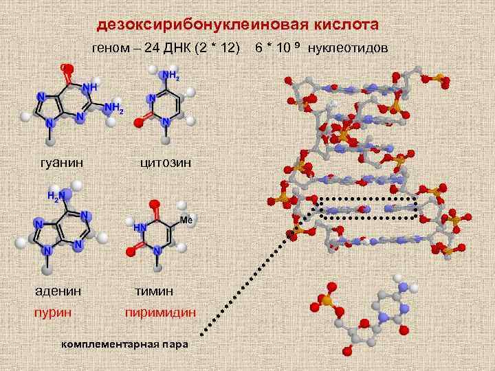 дезоксирибонуклеиновая кислота геном – 24 ДНК (2 * 12) гуанин аденин пурин цитозин тимин