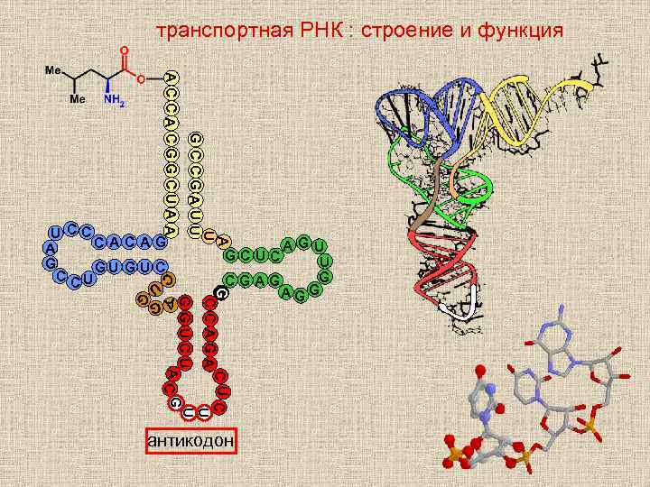 Пространственная структура рнк