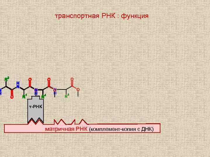 транспортная РНК : функция т-РНК матричная РНК (комплемент-копия с ДНК) 