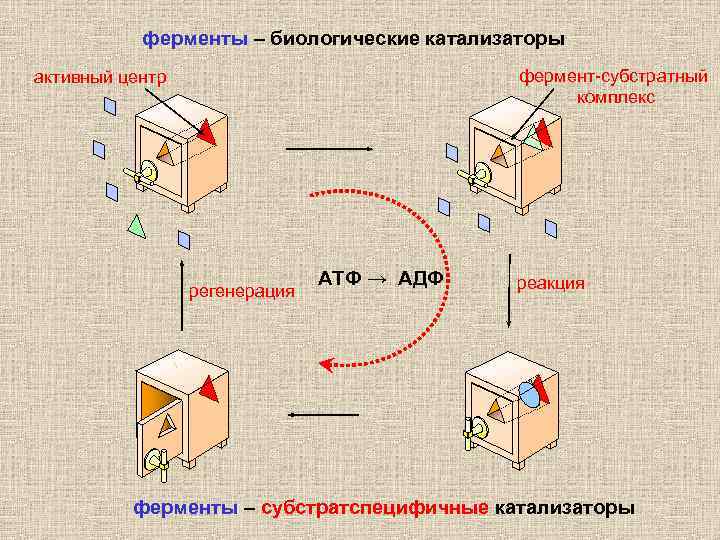 ферменты – биологические катализаторы фермент-субстратный комплекс активный центр регенерация АТФ → АДФ реакция ферменты