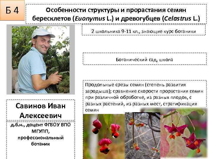 Б 4 Особенности структуры и прорастания семян бересклетов (Euonymus L. ) и древогубцев (Celastrus