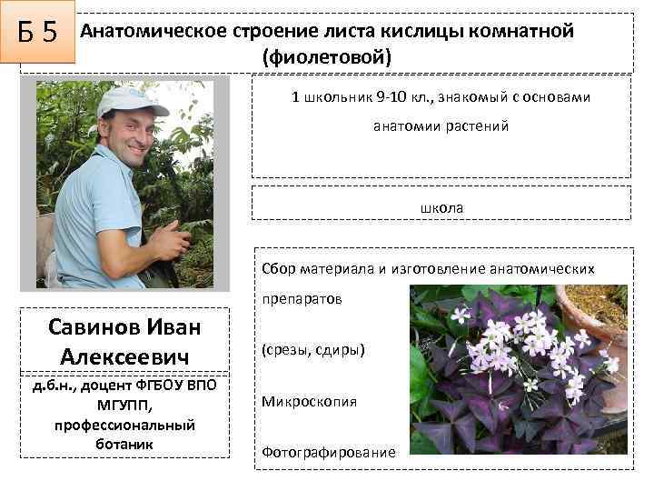 Б 5 Анатомическое строение листа кислицы комнатной (фиолетовой) 1 школьник 9 -10 кл. ,