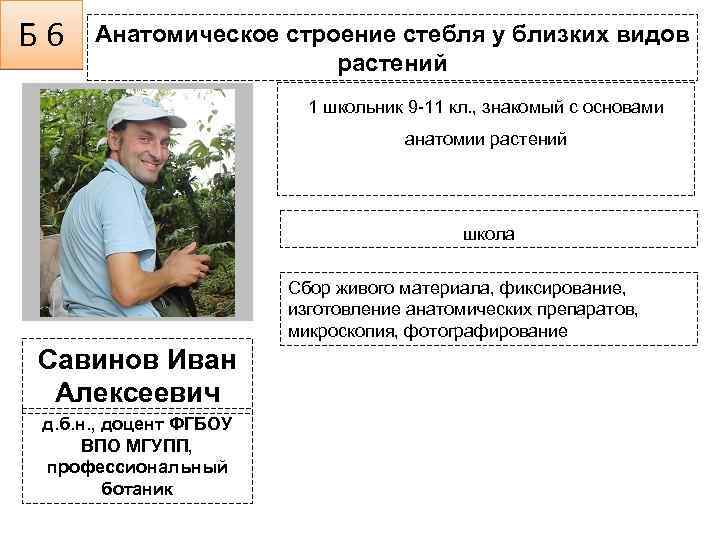 Б 6 Анатомическое строение стебля у близких видов растений 1 школьник 9 -11 кл.