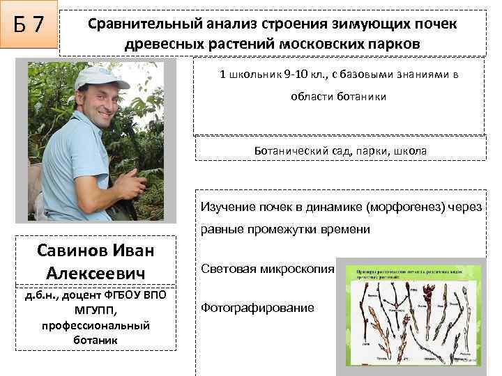 Б 7 Сравнительный анализ строения зимующих почек древесных растений московских парков 1 школьник 9