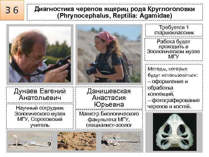 З 6 Диагностика черепов ящериц рода Круглоголовки (Phrynocephalus, Reptilia: Agamidae) Требуется 1 старшеклассник Фото