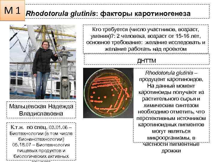 М 1 Rhodotorula glutinis: факторы каротиногенеза Кто требуется (число участников, возраст, умения)? : 2
