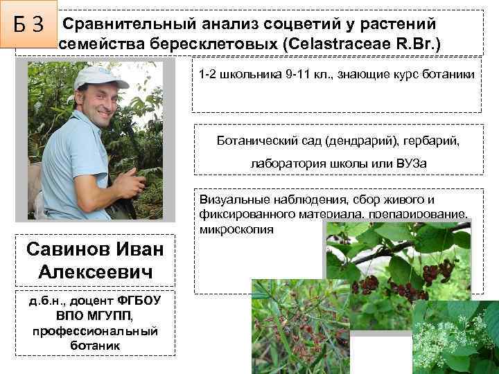Б 3 Сравнительный анализ соцветий у растений семейства бересклетовых (Celastraceae R. Br. ) 1