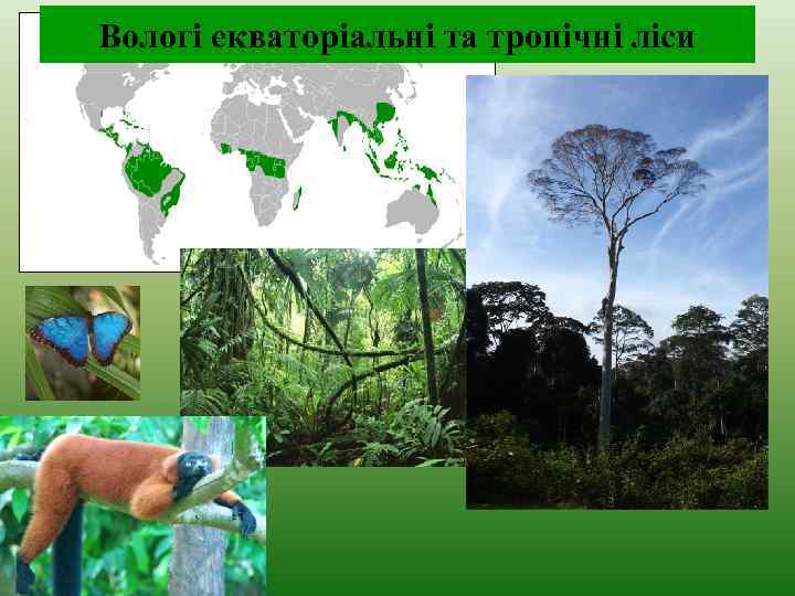 Вологі екваторіальні та тропічні ліси 