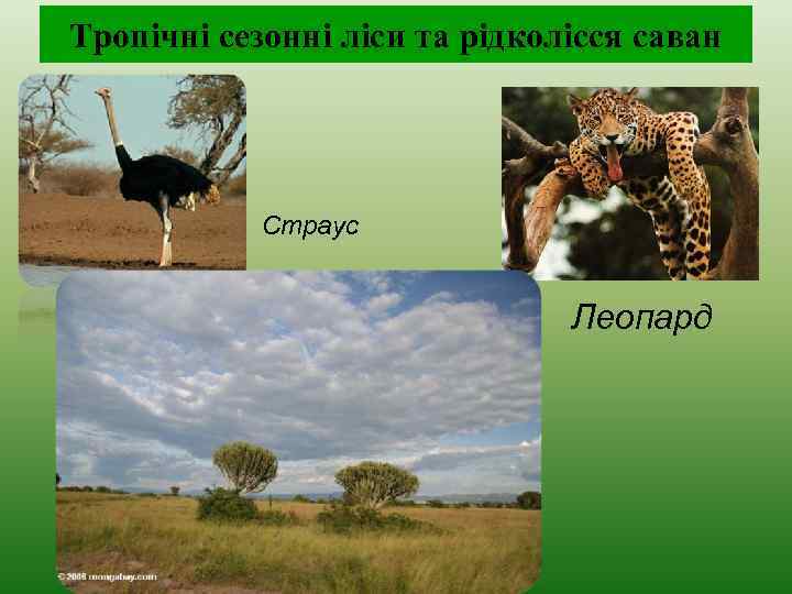 Тропічні сезонні ліси та рідколісся саван Страус Леопард 