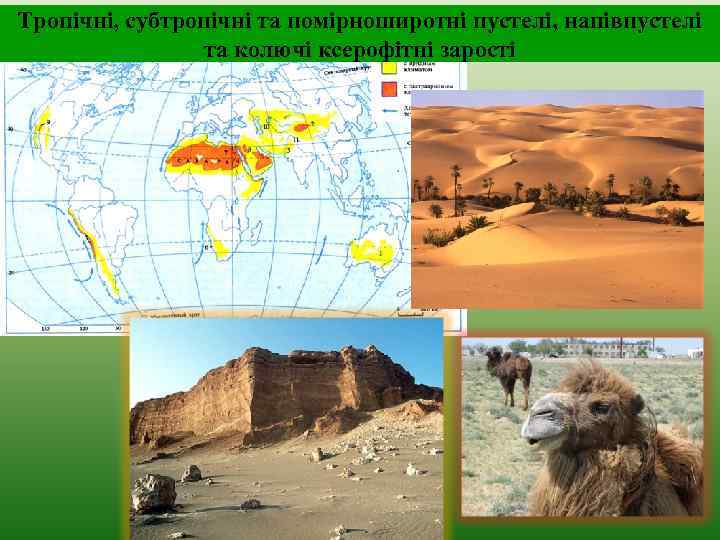 Тропічні, субтропічні та помірноширотні пустелі, напівпустелі та колючі ксерофітні зарості 