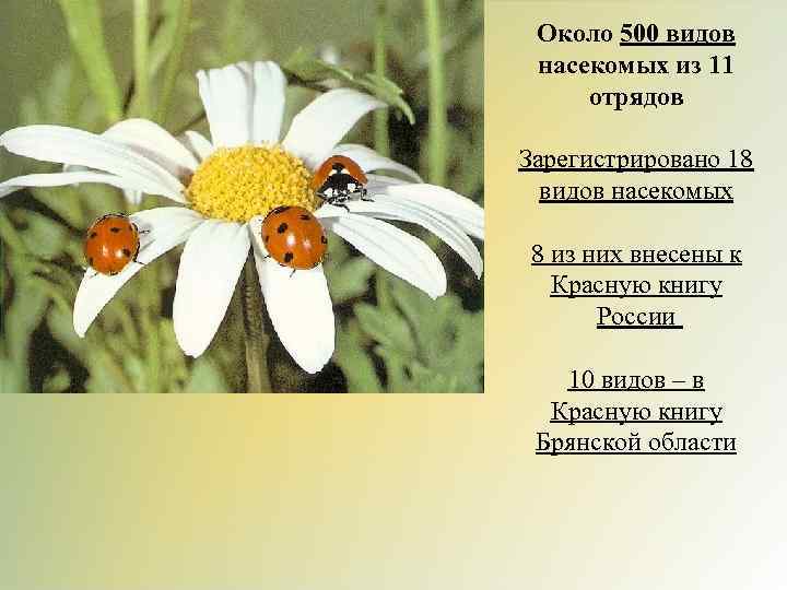 Около 500 видов насекомых из 11 отрядов Зарегистрировано 18 видов насекомых 8 из них