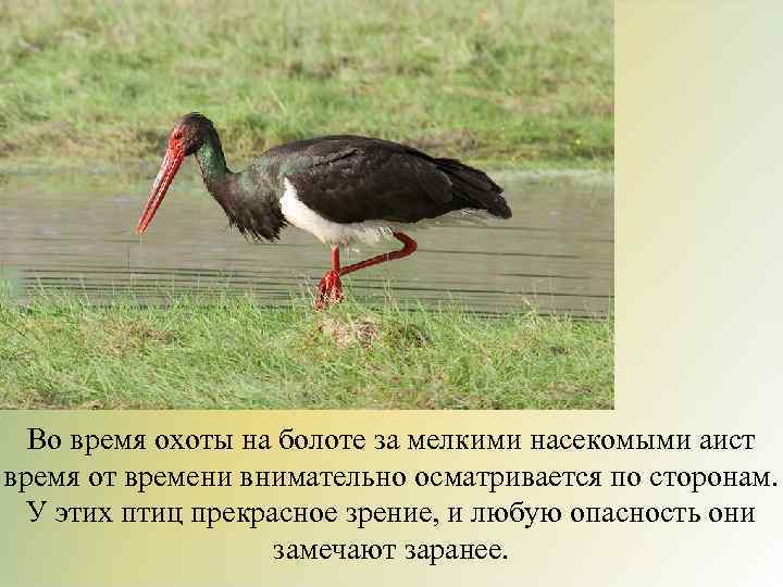 Во время охоты на болоте за мелкими насекомыми аист время от времени внимательно осматривается