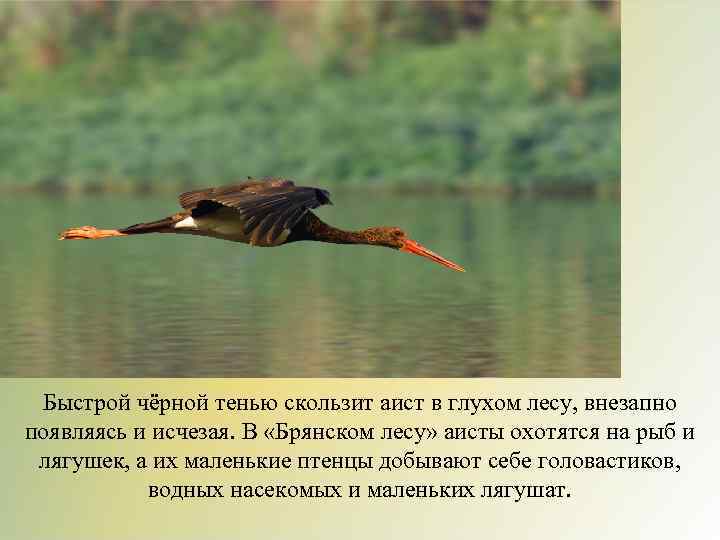 Быстрой чёрной тенью скользит аист в глухом лесу, внезапно появляясь и исчезая. В «Брянском